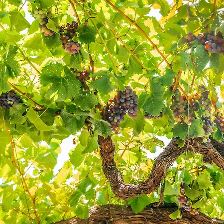 Quinta Dona Matilde Peso da Régua